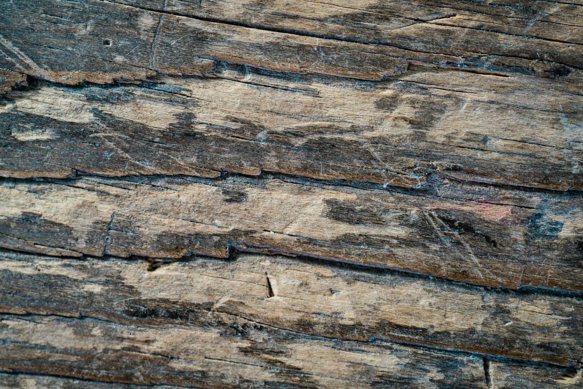 Close-up wood grain and sanding dust in cabinet refinishing workshop